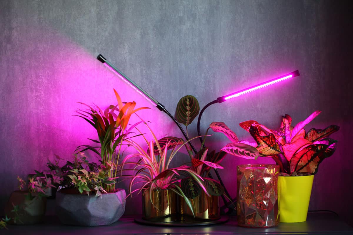 phytolamps illuminate potted plants on a shelf in a room