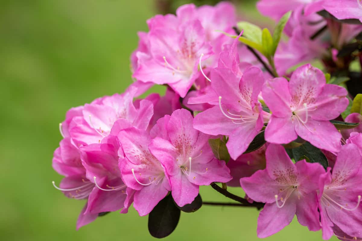 pink azalea flowers in bloom in spring