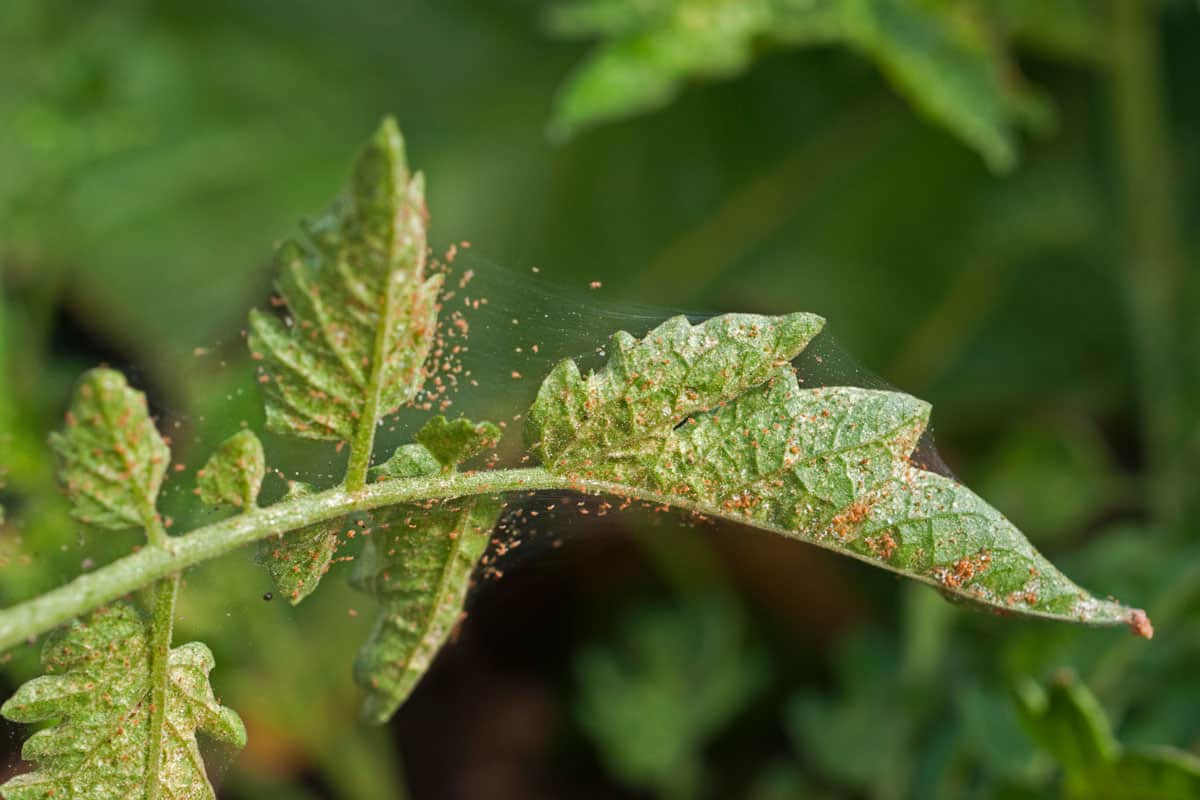poor plant leaf full of spider mites, tomato plant leaf