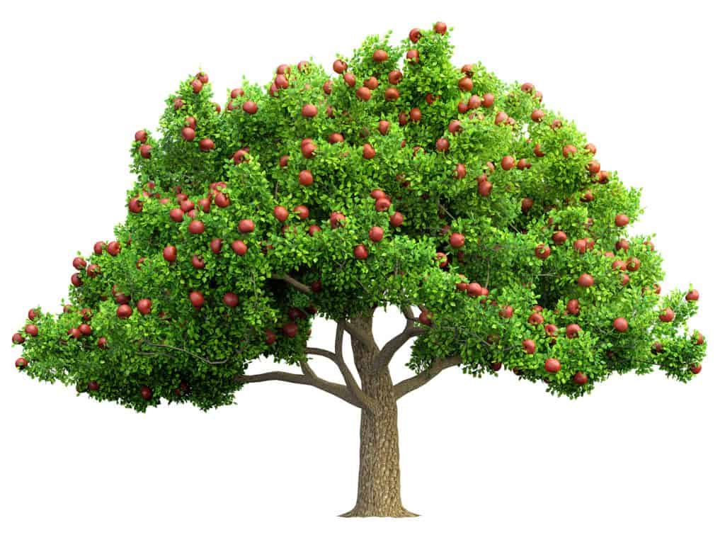 red apple tree isolated 