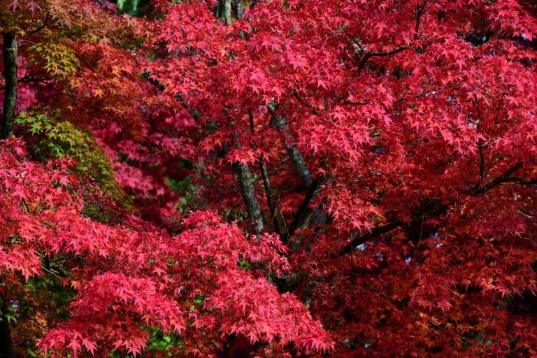 red forest, red leaves of a japanese maple tree on the woods, When To Air Layer Japanese Maple?