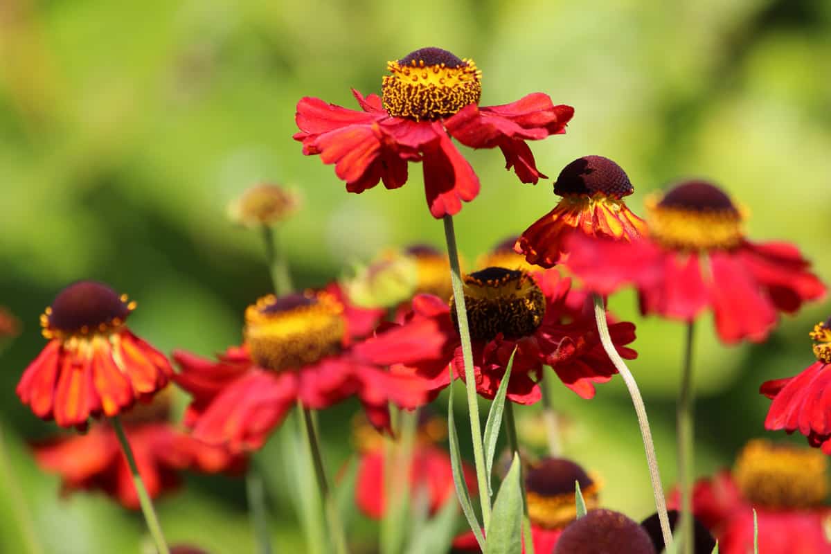 red helenium flowers, herbaceous garden perennial, Helenium Red-Jewel