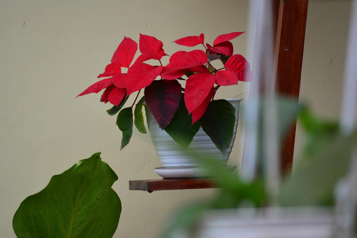 red leaf plant in a white pot