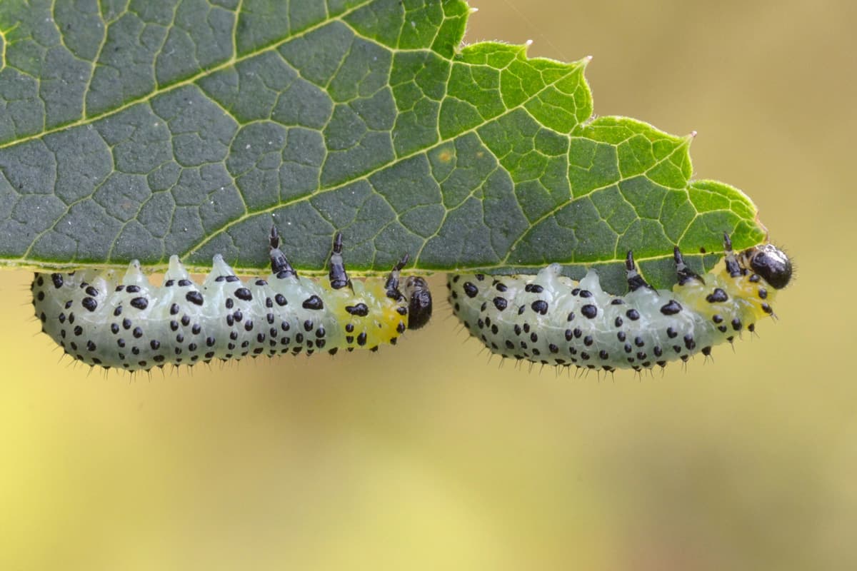 sawfly caterpillars eating away flowers