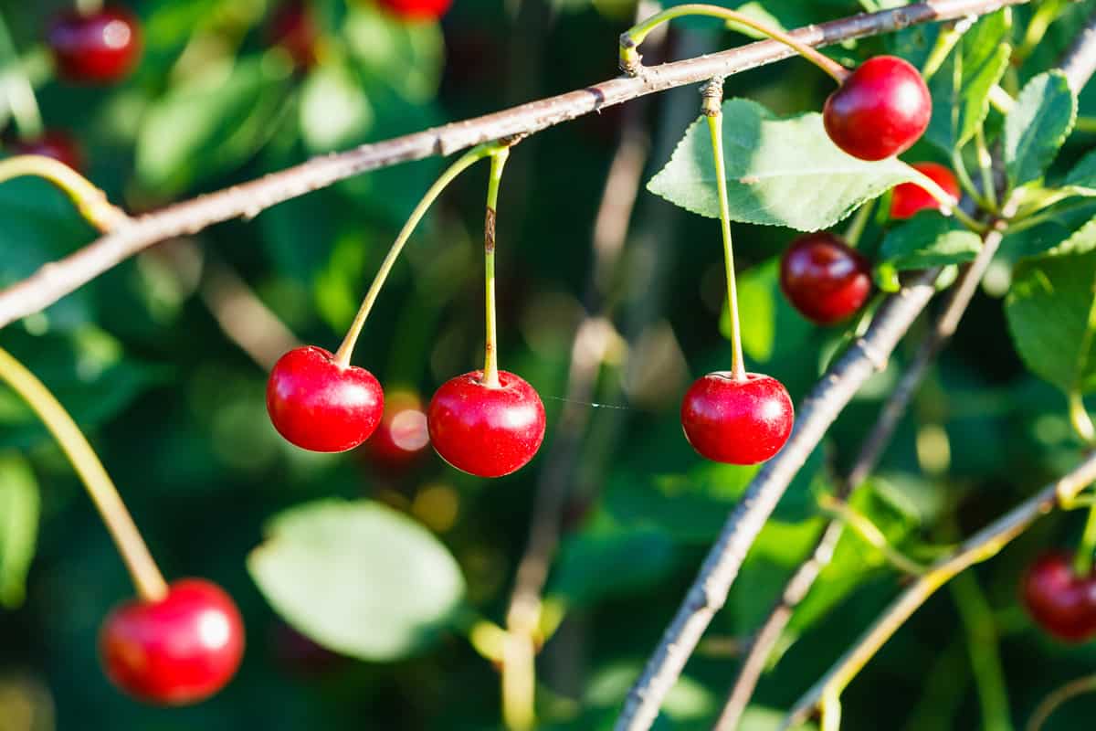 several red cherry on tree branch in summer day