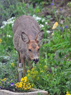 A wild female roe deer eating flowers in a garden.