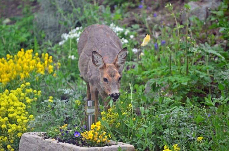 A wild female roe deer eating flowers in a garden.
