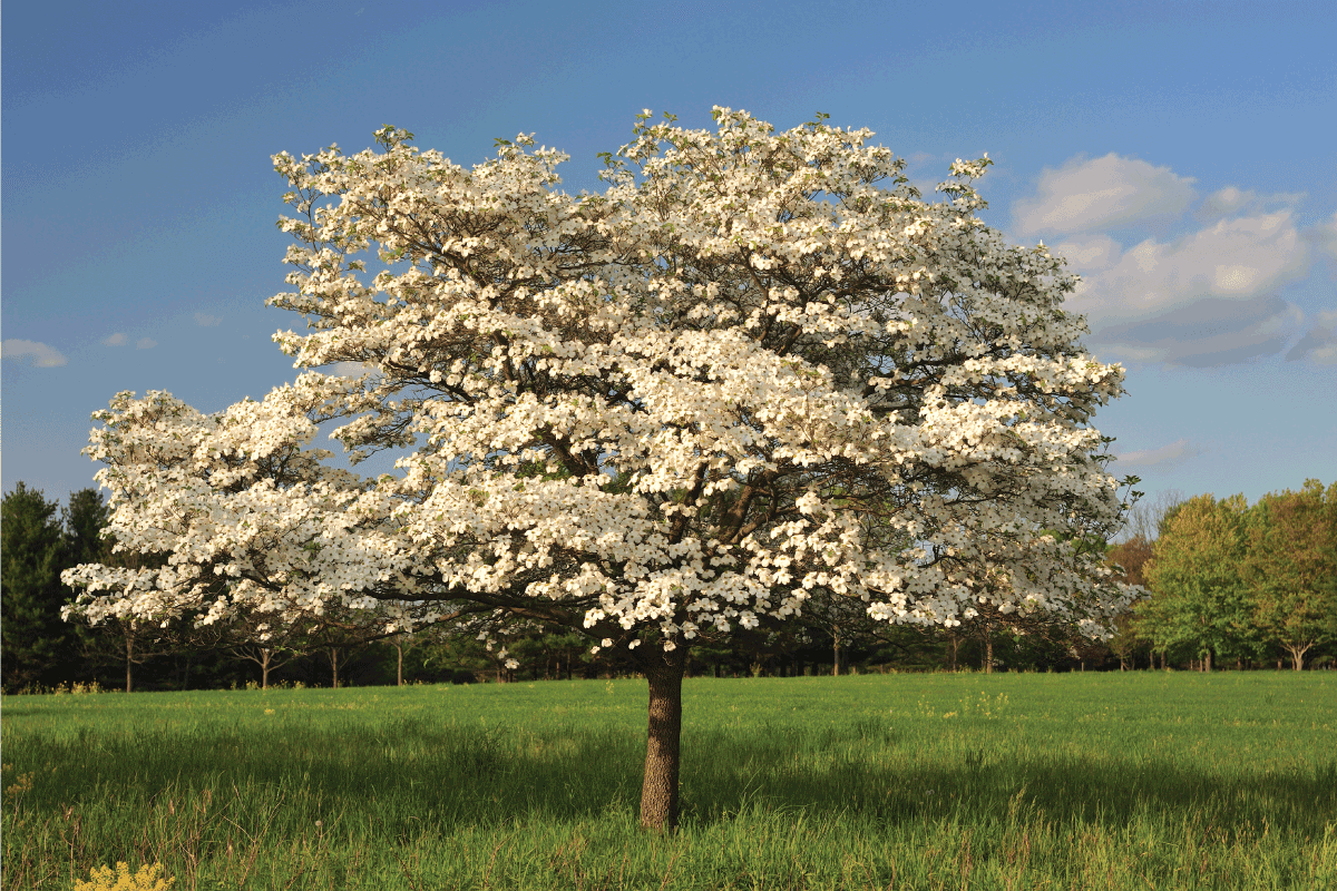 solo white dogwood on a large field. What To Plant Under Dogwood Trees