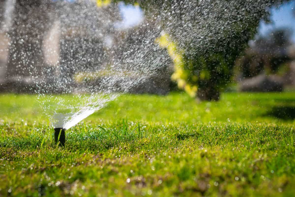 sprinkler system watering the lawn, Lawn irrigation in the park