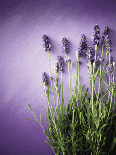 still life photo of lavender plant against a lavender colored wall, How Long Do Lavender Plants Last?