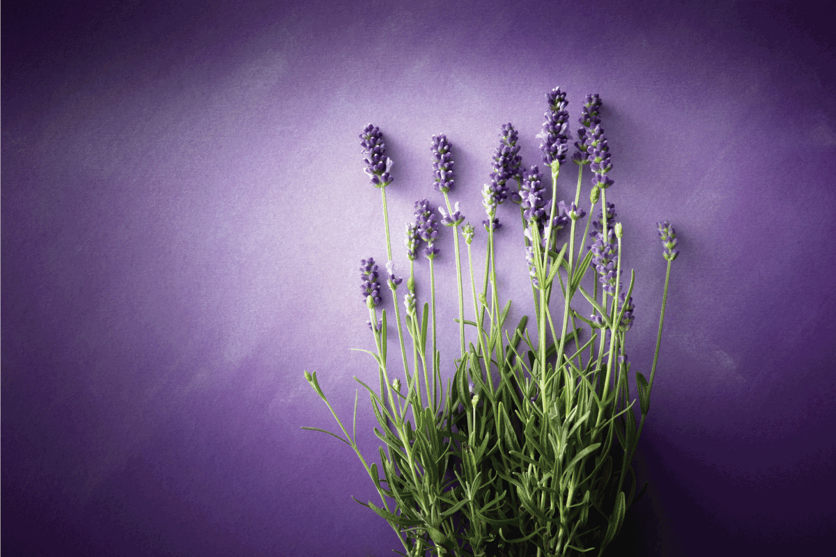 still life photo of lavender plant against a lavender colored wall