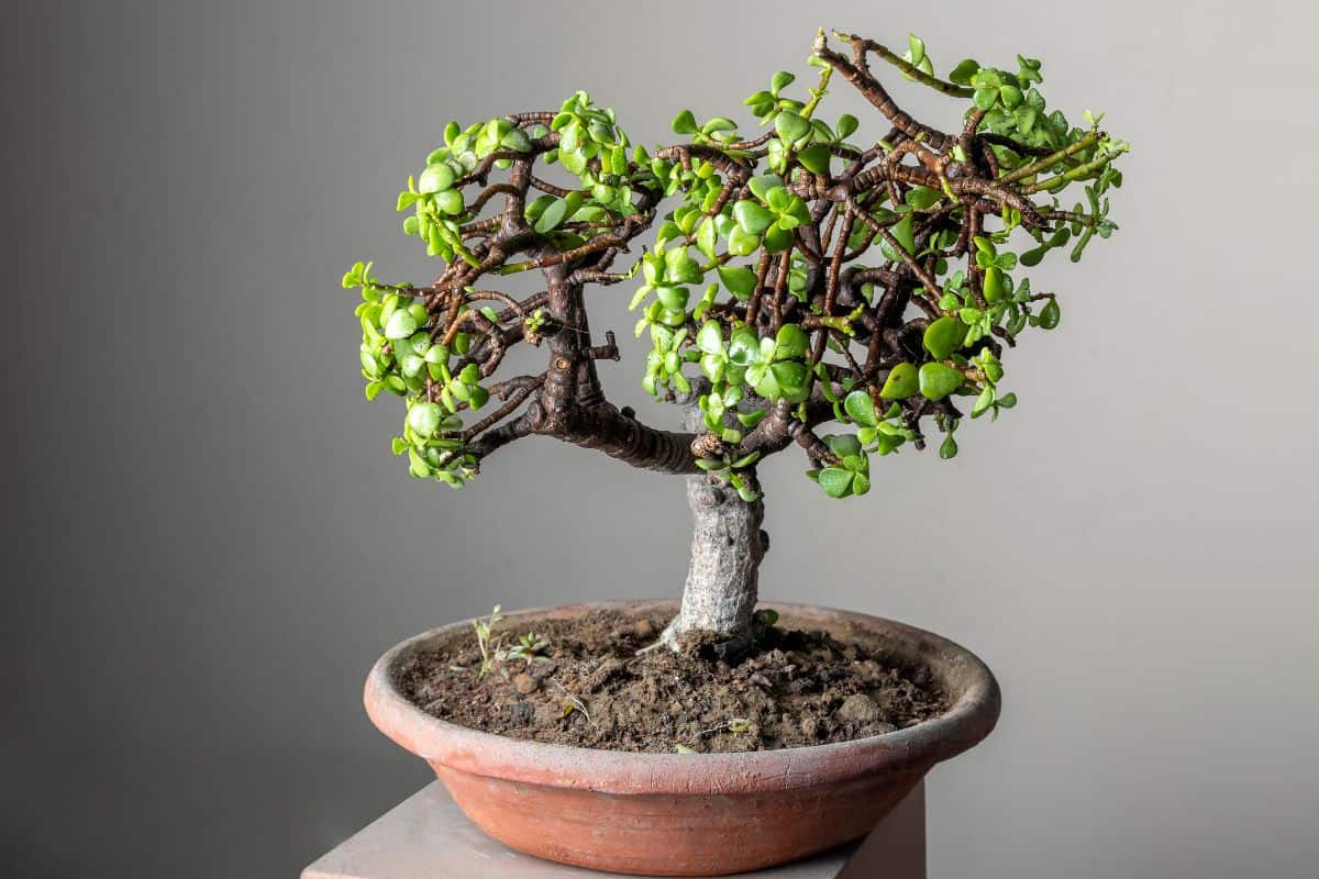 studio shot of bonsai jade plant in a clay pot