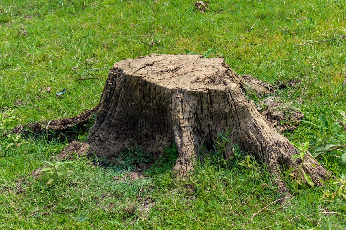 stump on green grass or graden