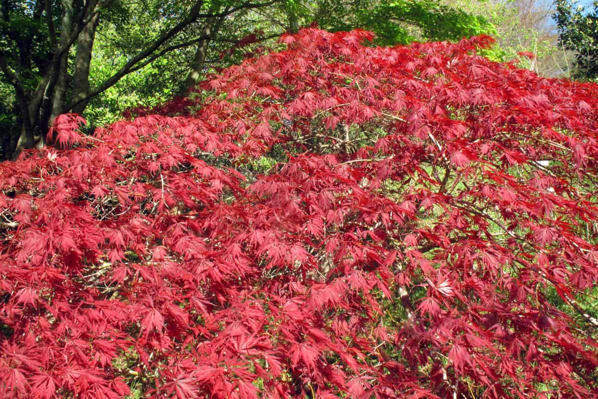 sun lit photo of a red leaves of the japanese maple tree on a summer day