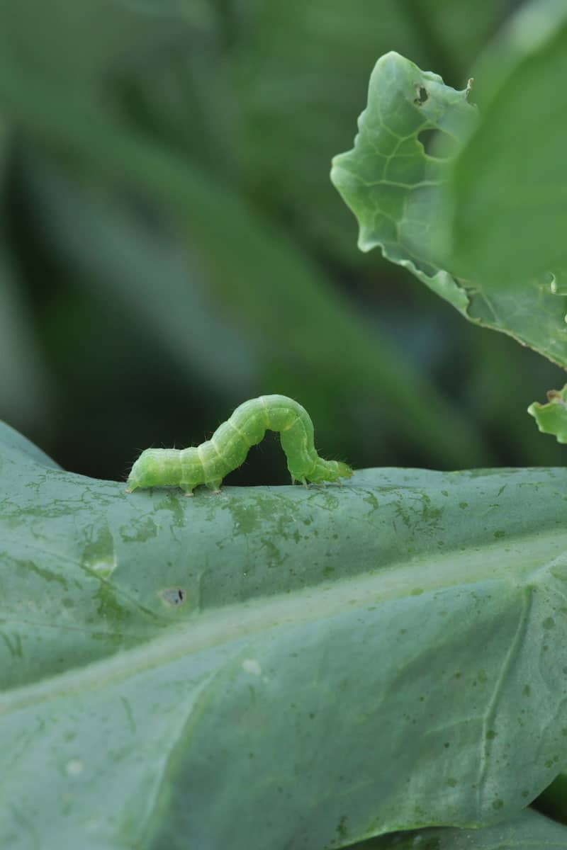 up close photo of a cabbage looper worm on a cabbage leaf