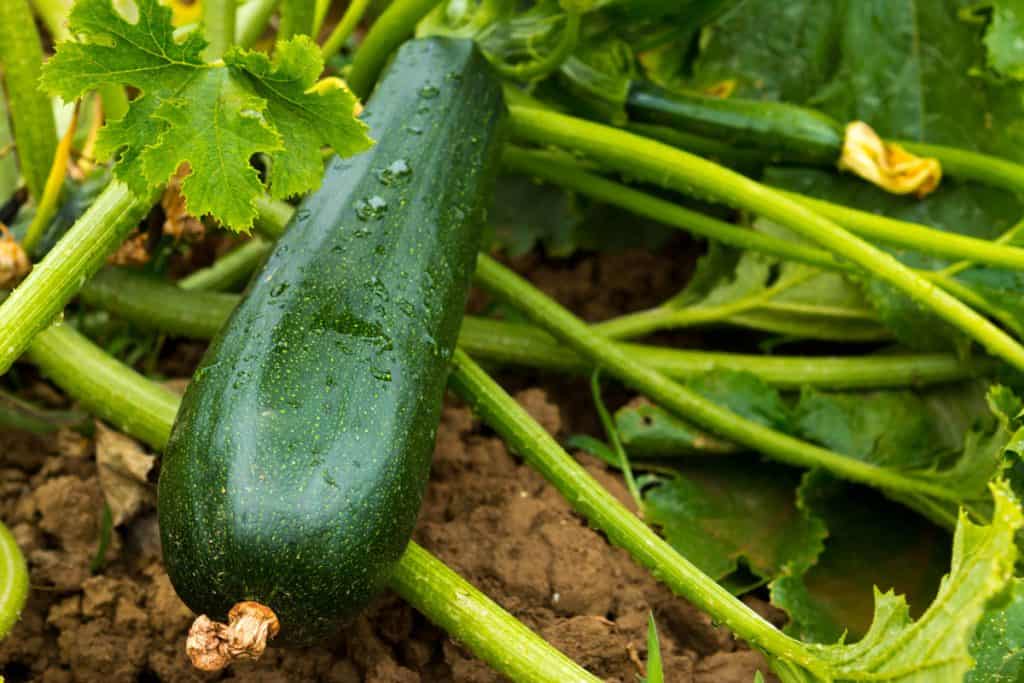up close photo of a zucchini plant on the garden of a farm