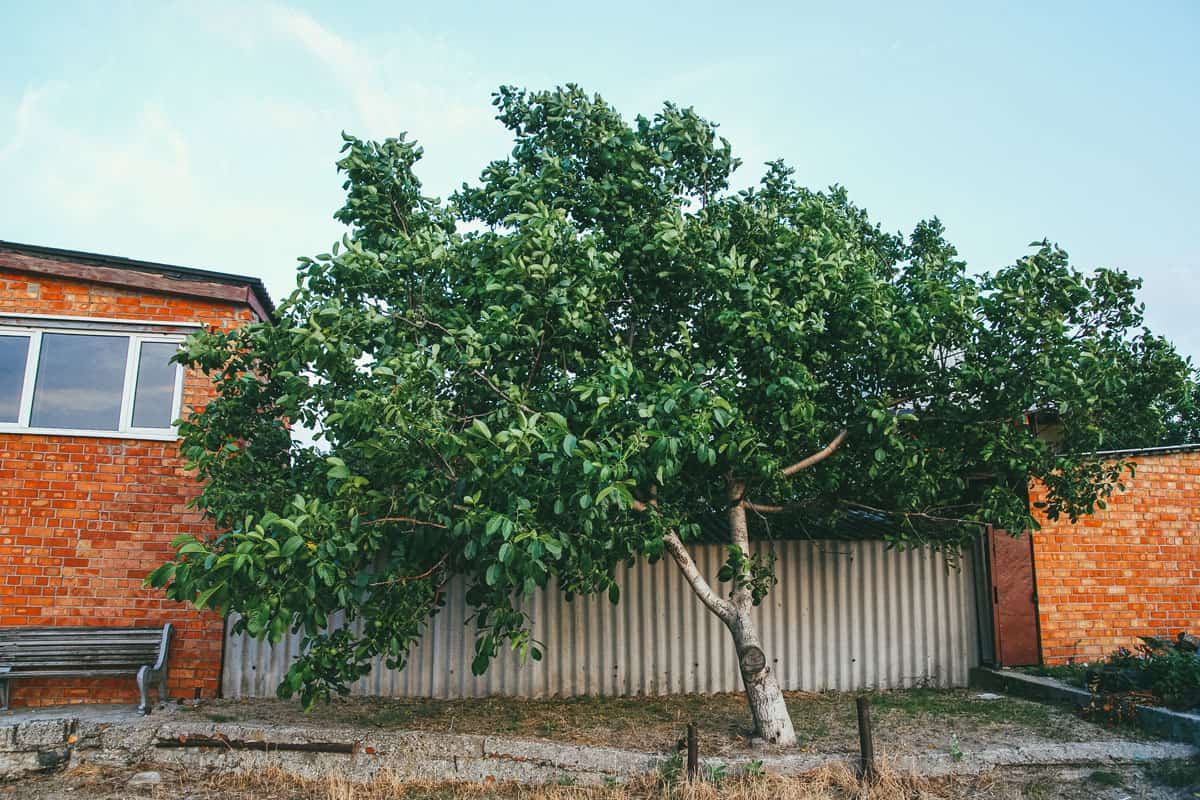 walnut tree near the fence with a residential building on the resort street