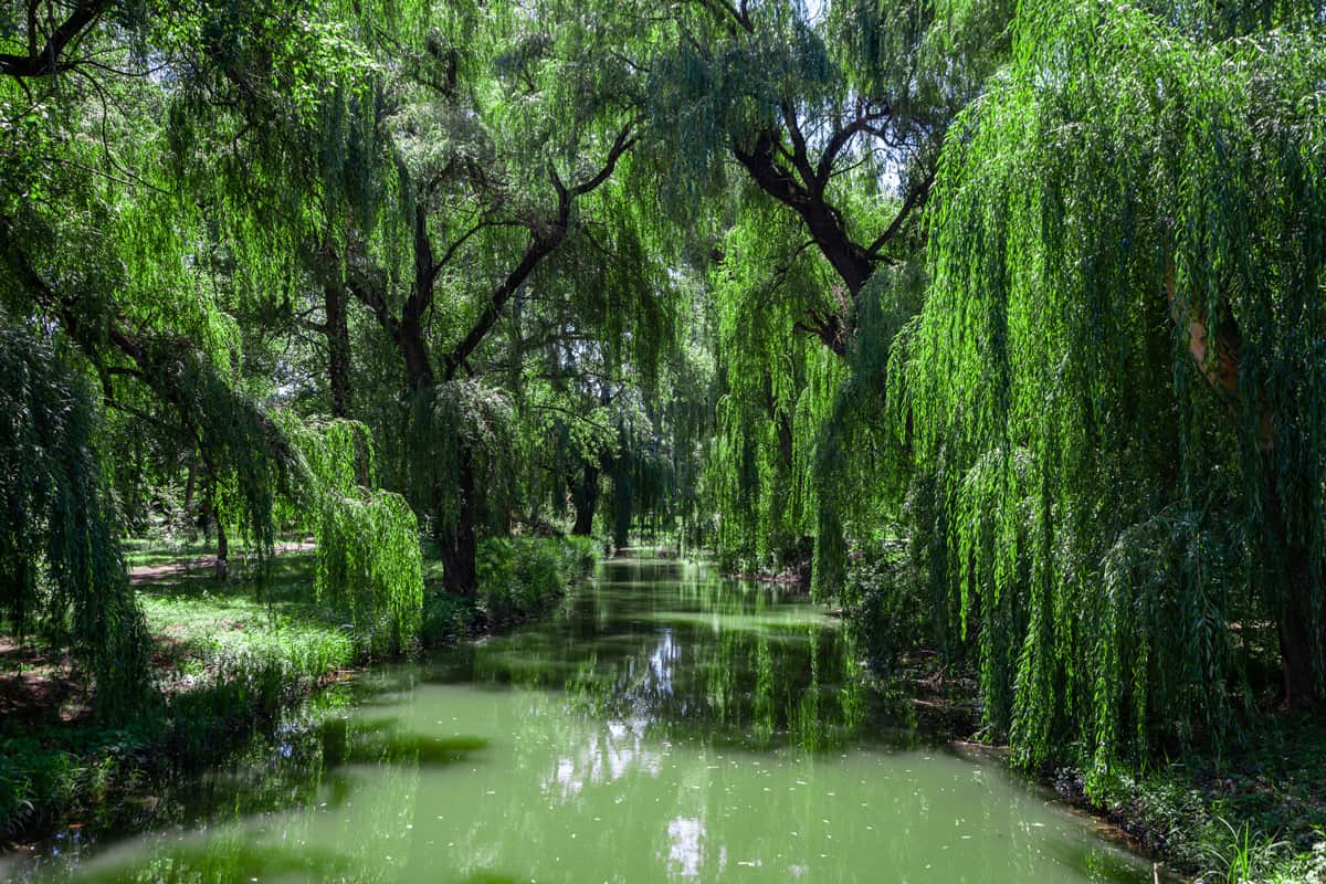 weeping willows over the river in the park
