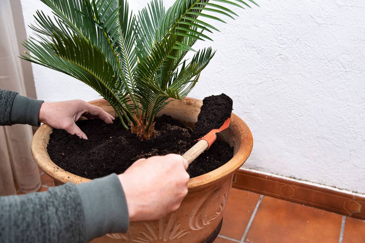 woman planting palm tree on the big brown pot