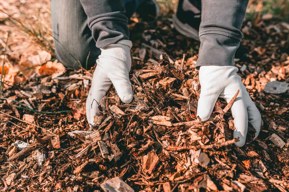 wood chips mulching composting, Hands in gardening gloves of person hold ground wood chips for mulching the beds