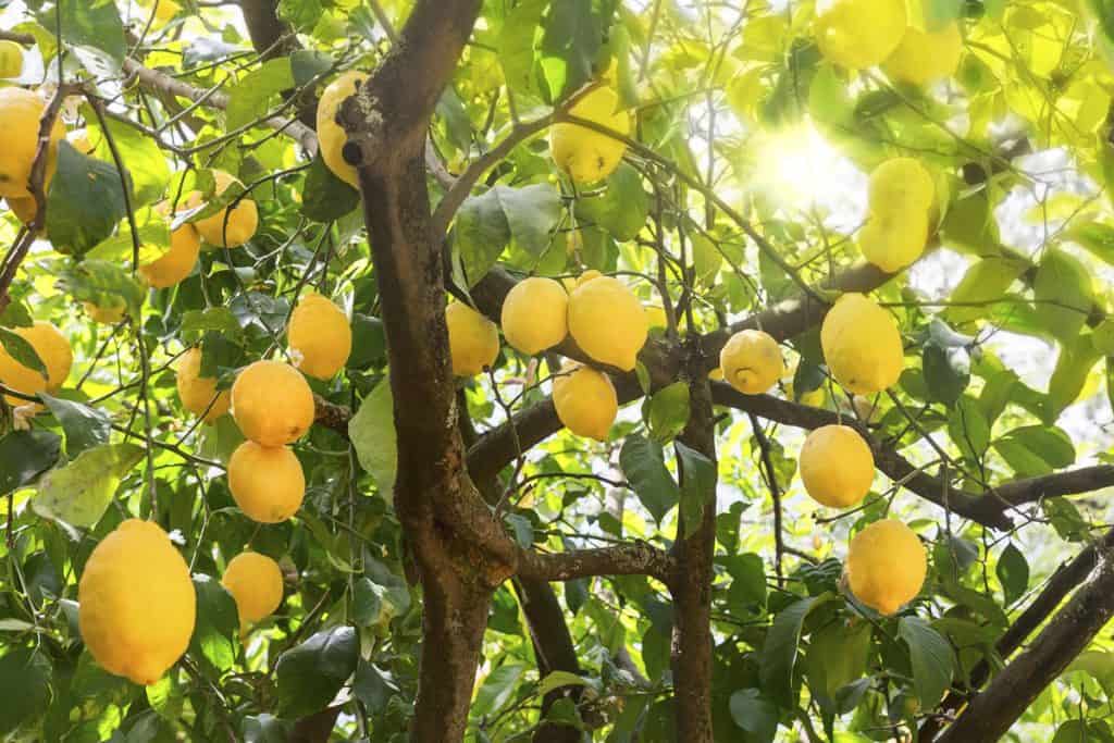 yellow fruits of a lemon tree, yellow lemons, healthy lemon fruits