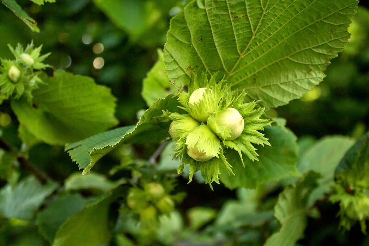young hazel, green hazelnut nuts, grow on a tree