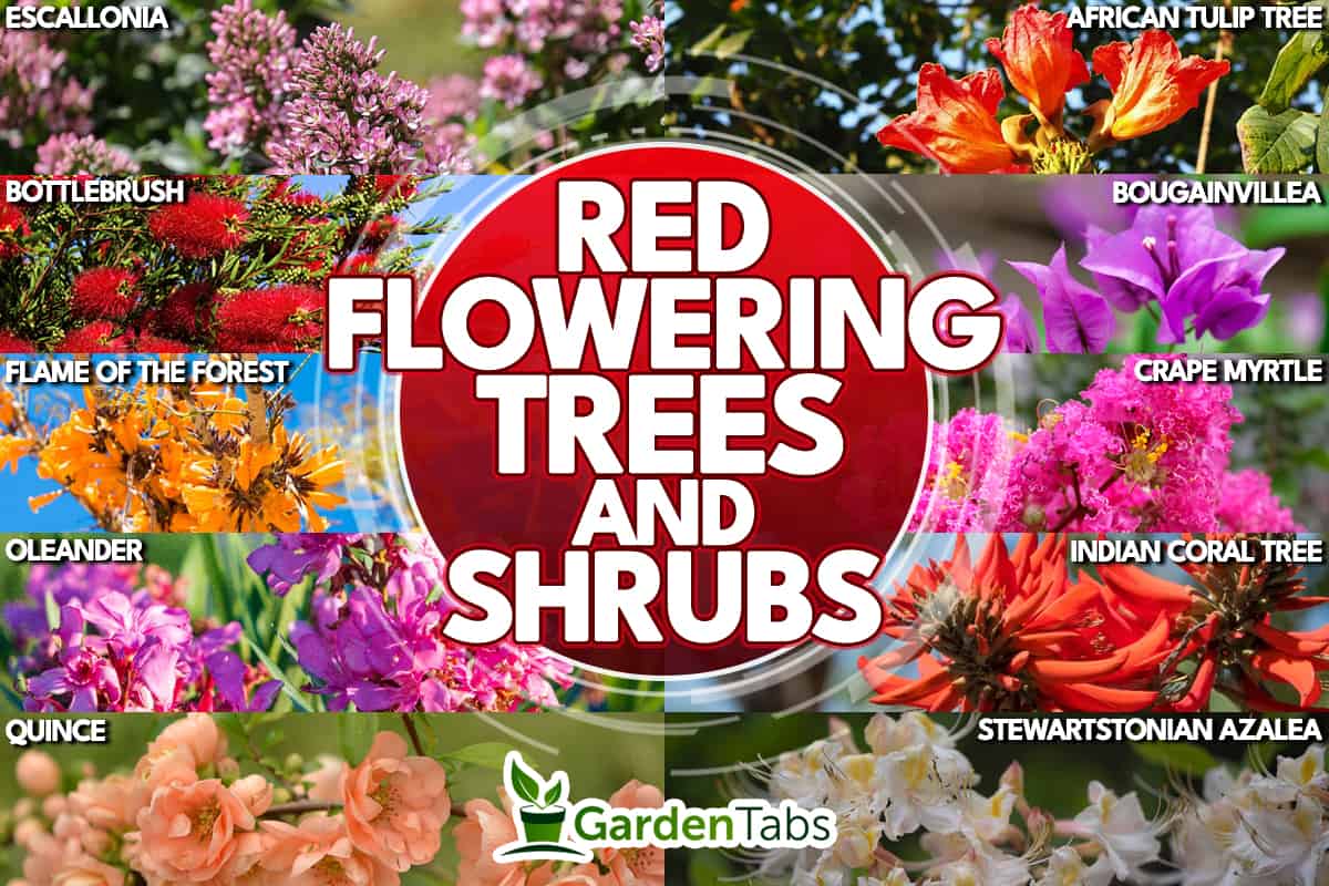 A collage of trees and shrubs, 11 Red Flowering Trees And Shrubs
