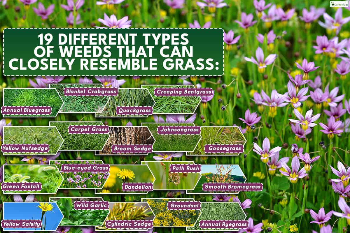 A blue-eyed grass on the field, 19 Weeds That Look Like Grass [And How To Get Rid Of Them]