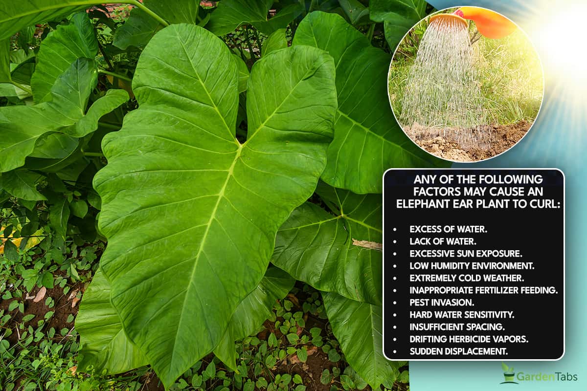  giant upright elephant ear is a flowering plant native to East and Southeast Asia, Elephant Ears Curling Up - Causes And What To Do