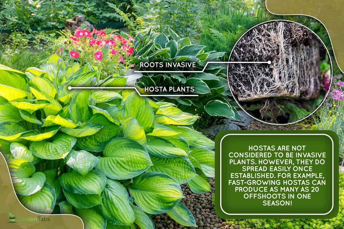 Leaves of a perennial hosta plant in the garden plot of a summer garden., Are Hosta Plants Or Roots Invasive?