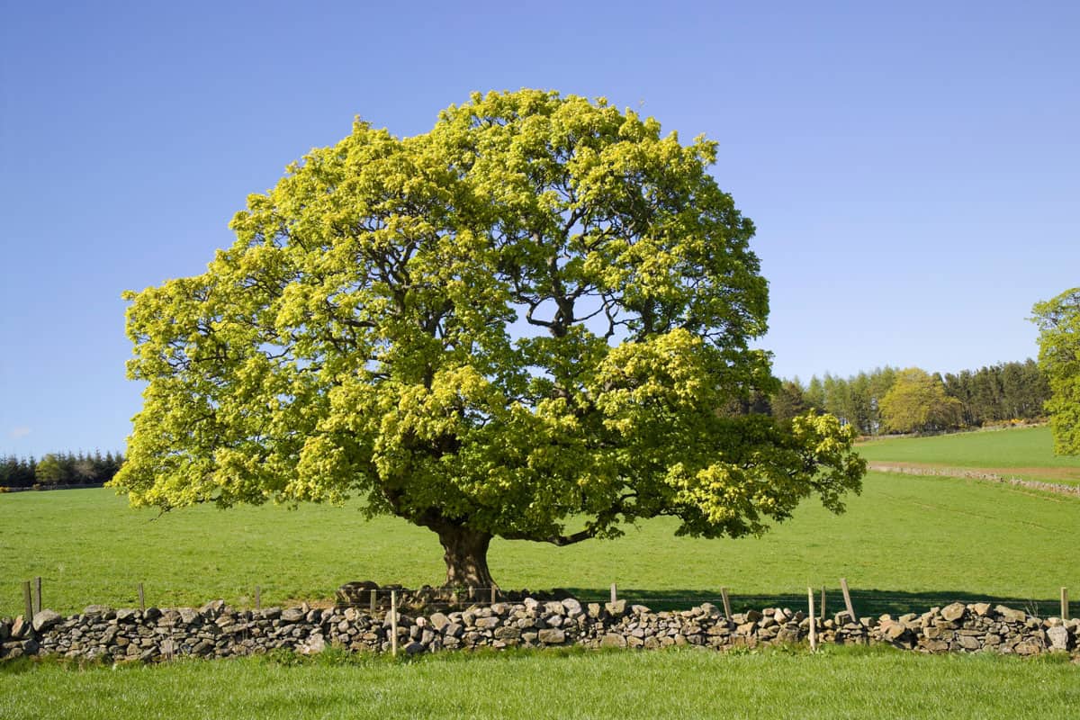 A Sycamore tree in a country side