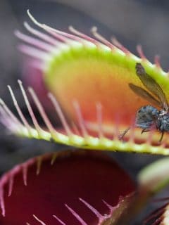 A Venus Fly Trap holds a fly in its killer grip, How Big Do Venus Flytrap Get & How Long Does It Live [Inc. Indoors Vs. Outdoors]?