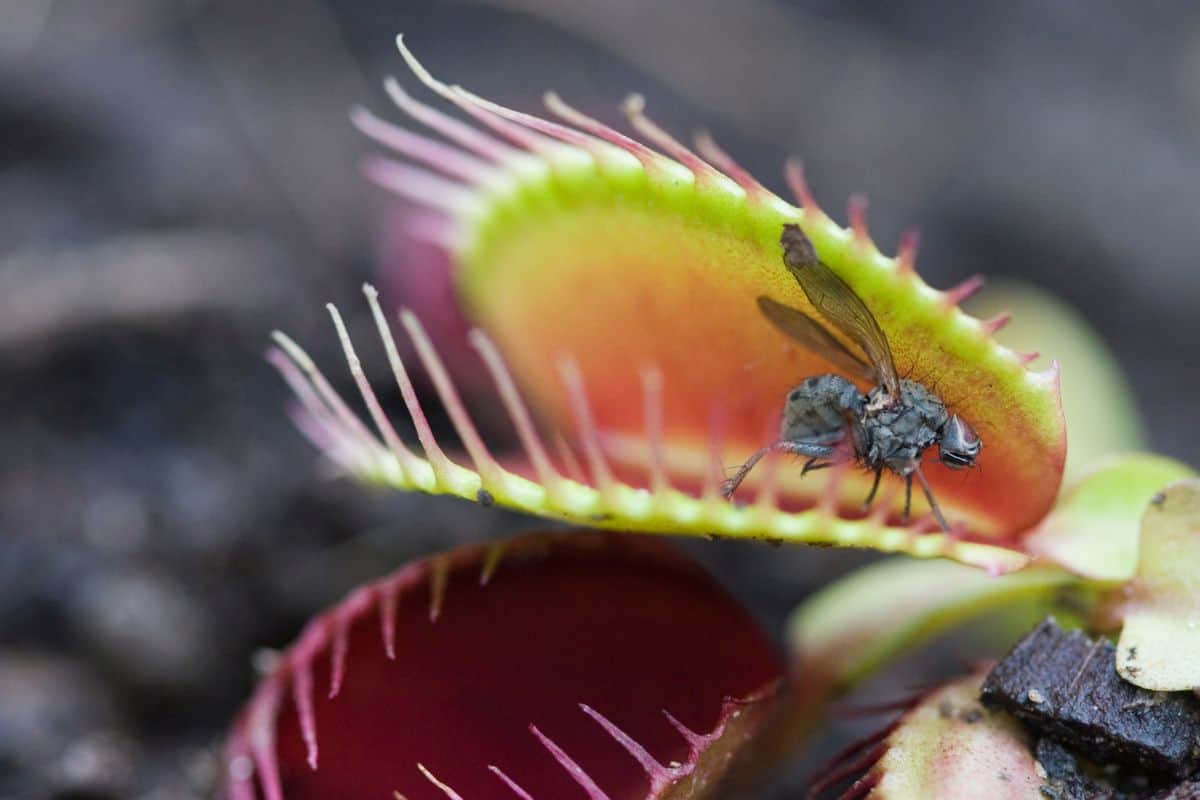 A Venus Fly Trap holds a fly in its killer grip.