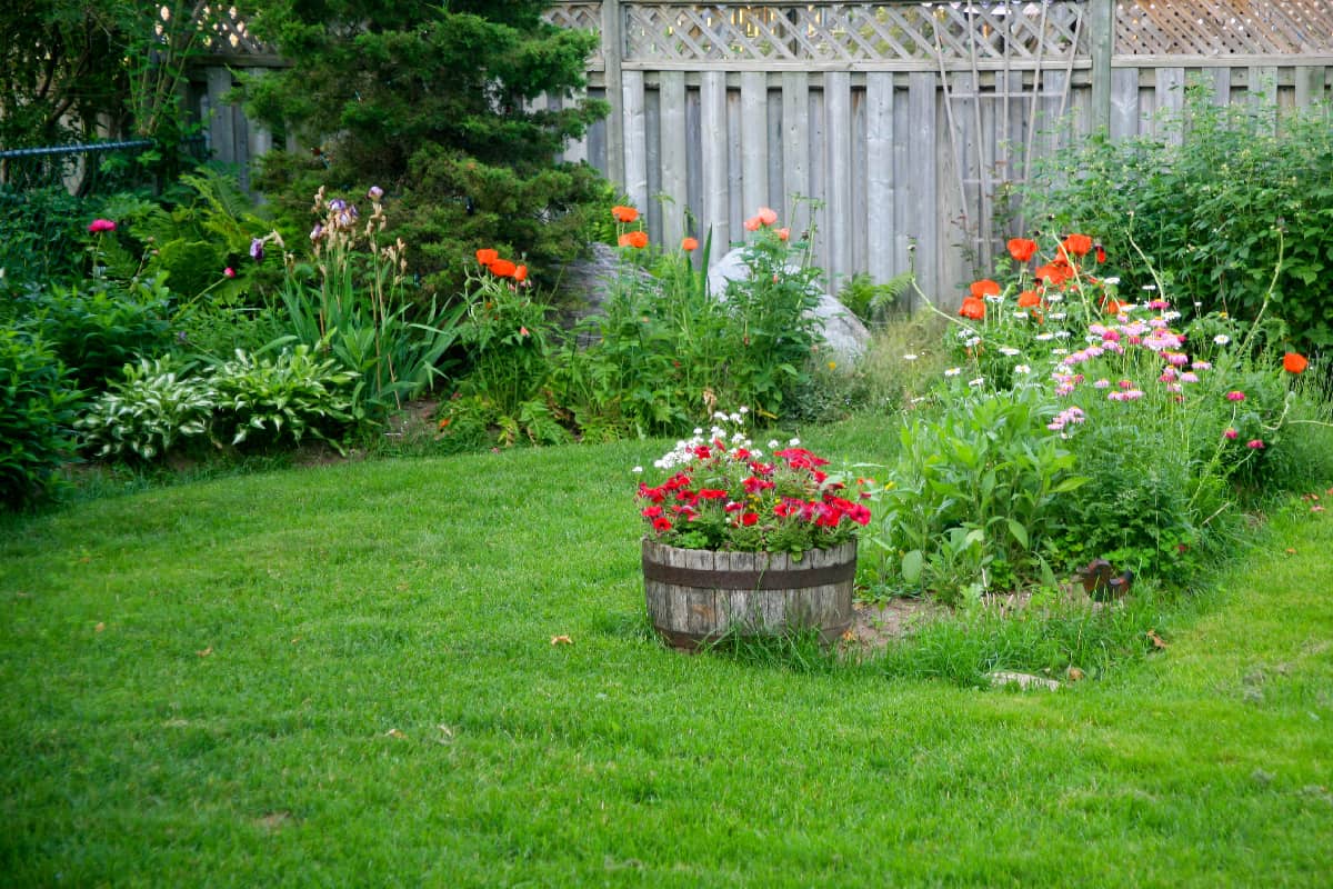 A backyard garden with colorful flowers, and wooden barrel and wood fence