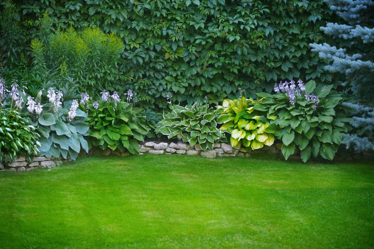 A beautiful garden filled with different flowers and hostas