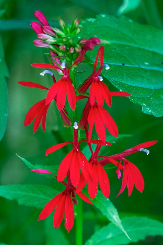 A beautiful red colored Pineapple sage