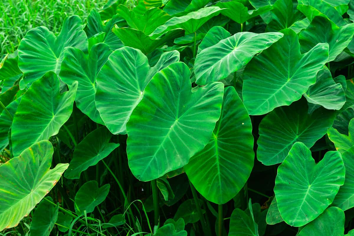 A big bunch of Elephant ears growing at a field