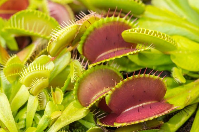A big bunch of Venus flytrap, Do Venus Flytraps Eat Mosquitos, Flies, And Gnats? [Are They Good For Pest Control In And Around Your Home?]