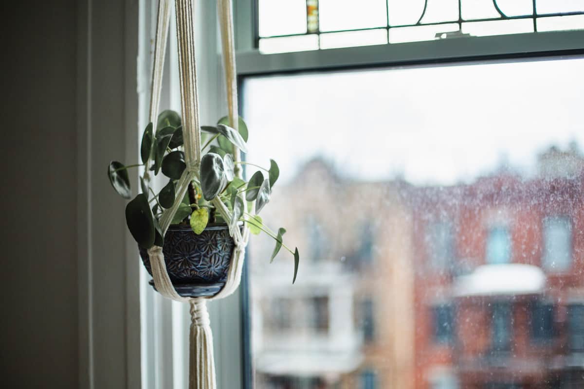 A black pot used for hanging plants
