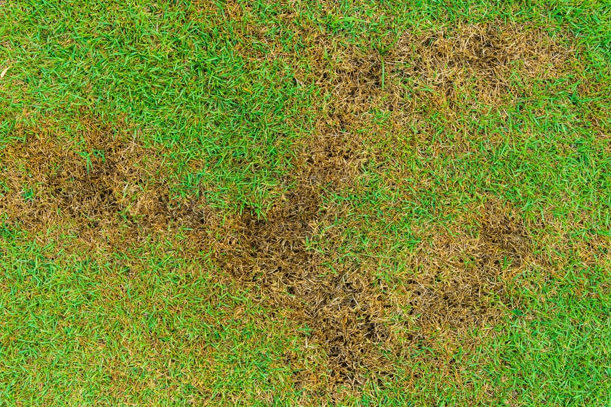 A patch is caused by the destruction of fungus Rhizoctonia Solani grass leaf change from green to dead brown in a circle lawn 