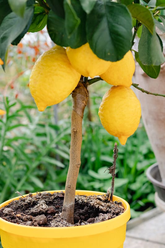 A small fully grown lemon tree planted in a yellow pot