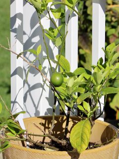 A tiny Meyer lemon growing on a lemon tree, Best Small Trees For Pots In Full Sun [15 Gorgeous Ideas For Your Land Scaping]