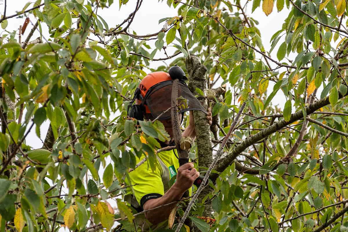 A tree surgeon in protective clothing and head gear using a hand saw to carry out some crown reduction work on a cherry blossom tree