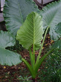  giant upright elephant ear is a flowering plant native to East and Southeast Asia, Elephant Ears Curling Up - Causes And What To Do