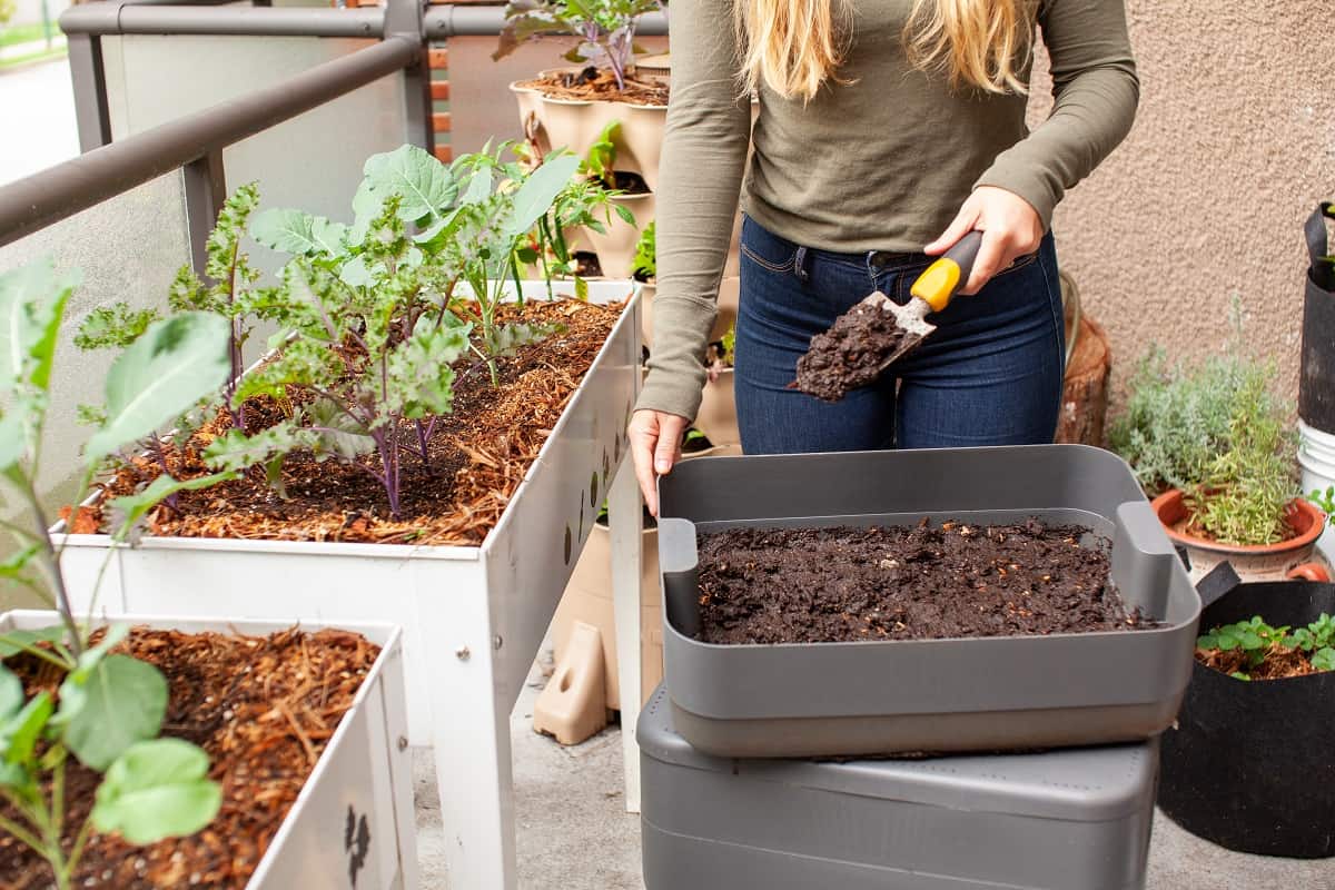 Amending Soil In An Established Garden - A women harvests fresh worm castings (compost) from a vermicomposter on her balcony