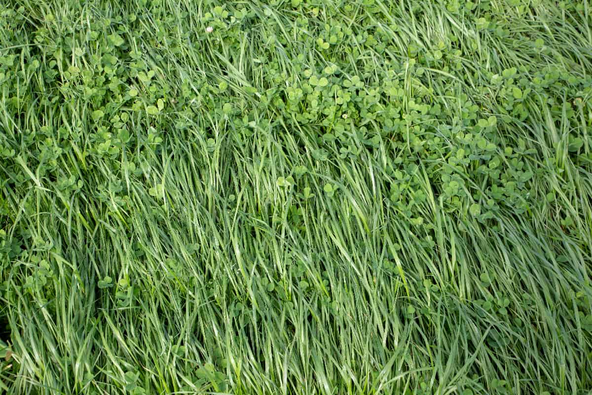 Annual rye grass