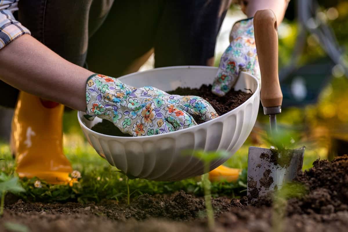 Apply The Soil Amendment - Eco friendly gardening. Woman improving garden bed soil for planting