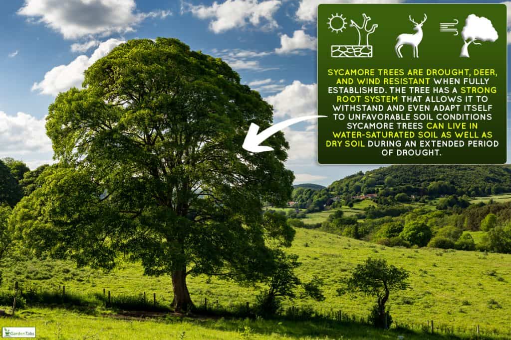 Sycamore tree in the north York moors national park, Are Sycamore Trees Drought, Deer, & Wind Resistant?