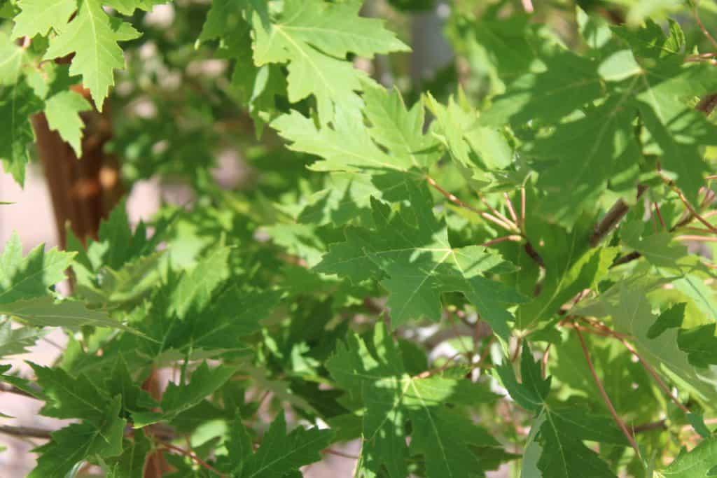 Arizona sycamore tree leaves