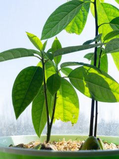 Avocado. Growing plants. Grow avocado from seed. Small tree., How Long Does It Take To Grow An Avocado?